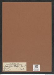 Isodicus debyi (Gr. e. St.) Rattr. (de-Toni-Nr.: Genus 181, Species 4488) Zeichnungen Sammlung Grunow Mappe 04408 (Herbarium_W_Grunow_drawings_Folder_04408)